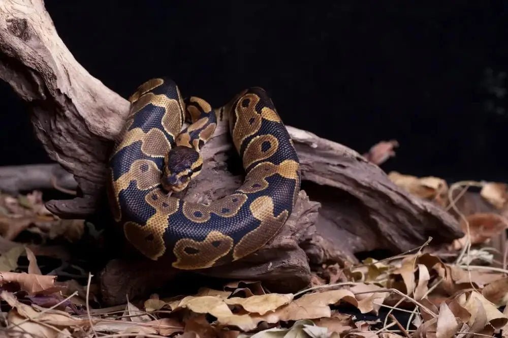 Ball Python Enclosure Ideas: Size, Humidity, Temp, and More - INKBIRD