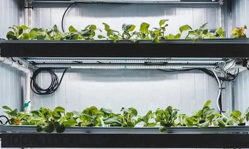 How the Changes of Temp or Humidity Will Affect Our Indoor Plants? How Can We Know & What Can We Do to Fix Them? - INKBIRD