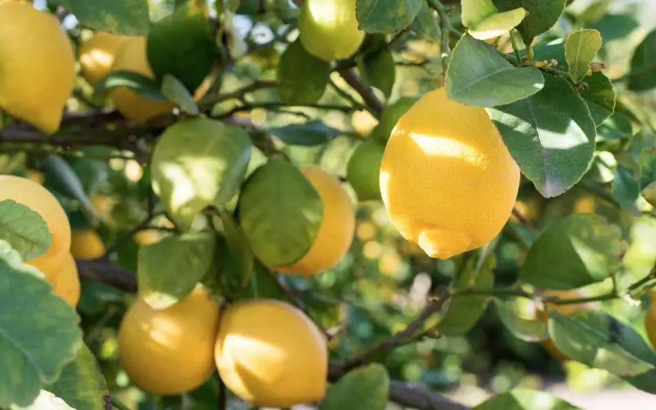How to Grow a Lemon Tree from Seed in Your Garden? - INKBIRD